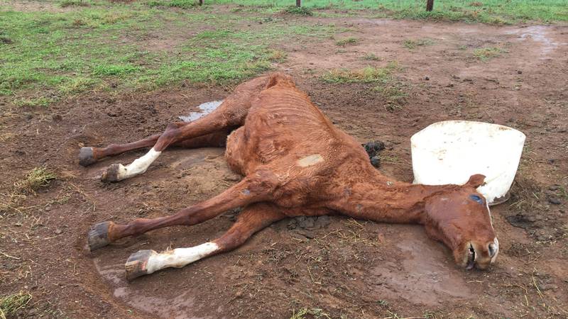 Lena's horse after it was euthanised