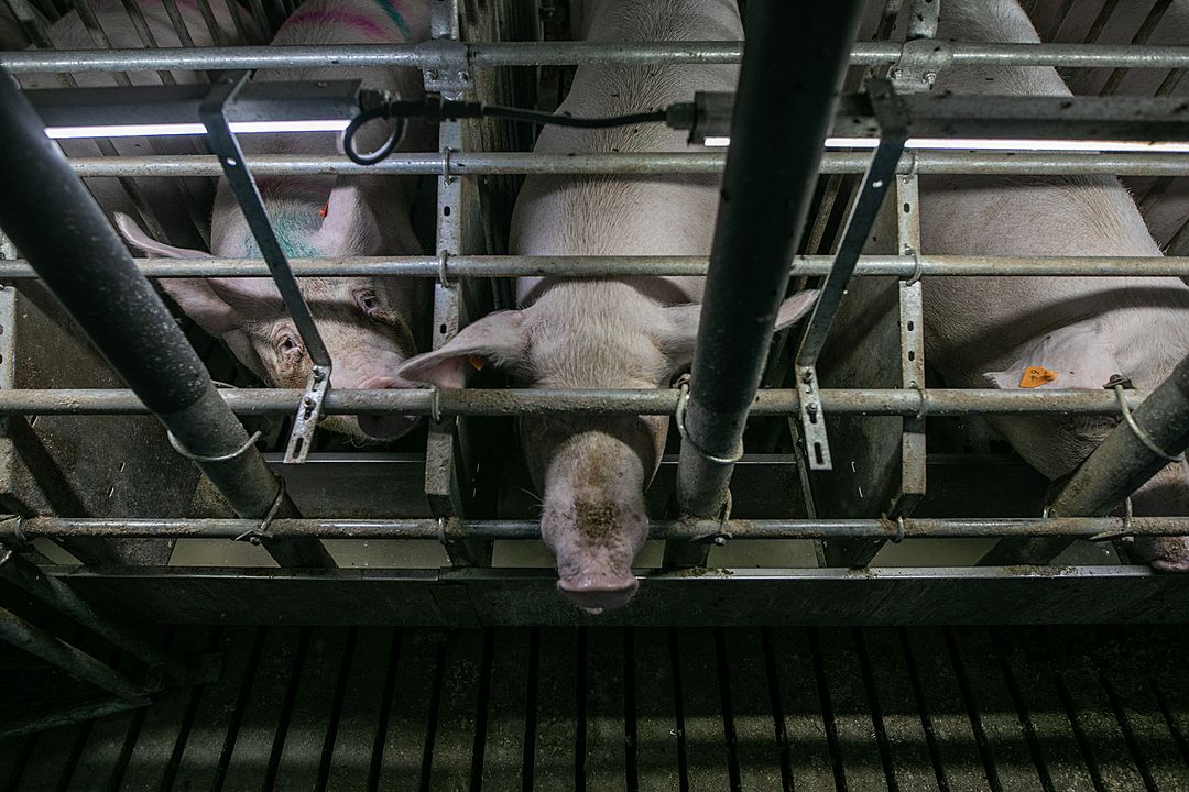 Three pigs with tags in their ears look up and poke their noses out from between metal bars. They are separated from each other by metal partitions.